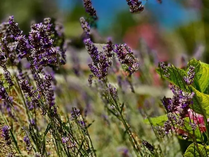 Pergola-apartment Toni 아파트