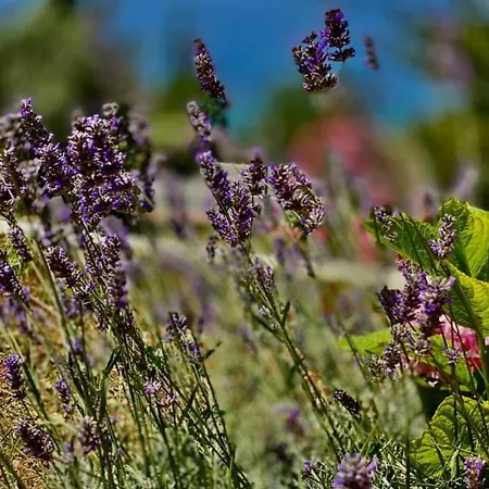 Pergola-apartment Toni Apartment